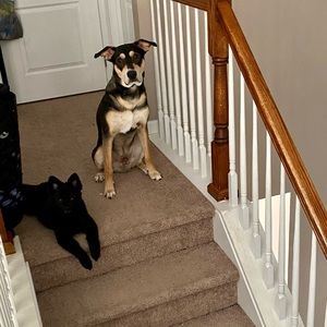 Meet your Posher, Viki